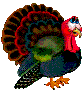 turkey04