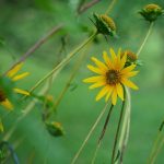 Lakeside Sunflower (Helianthus Carnosus)